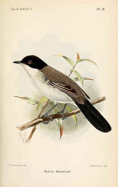 File:SylviaBlanfordiKeulemans.jpg