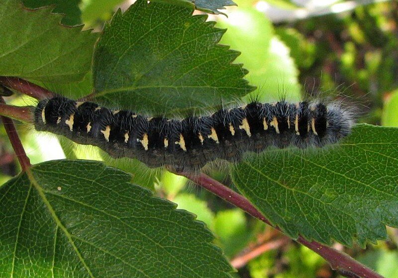 File:Trichiura crataegi larva.jpg