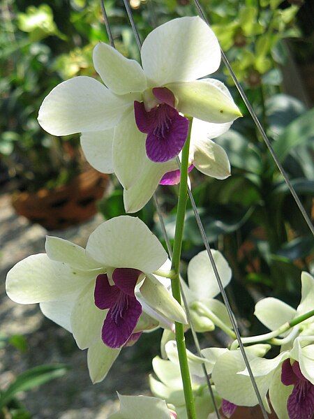 File:Unid orchid17.JPG