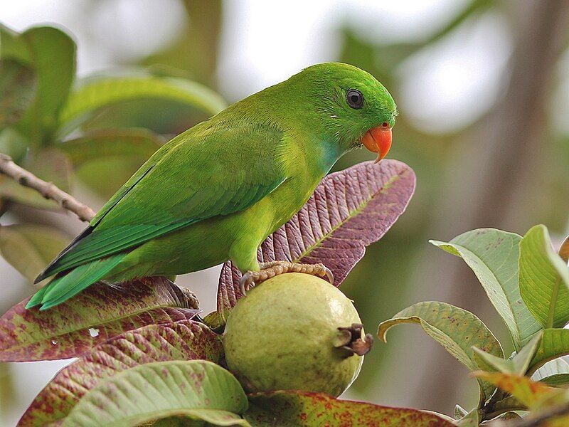 File:Vernal-Hanging-Parrot.jpg