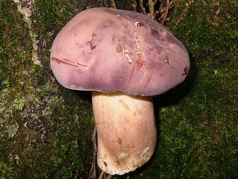 File:Xanthoconium purpureum 60267.jpg