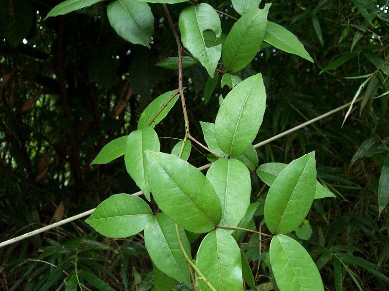 File:Zanthoxylum nitidum.jpg