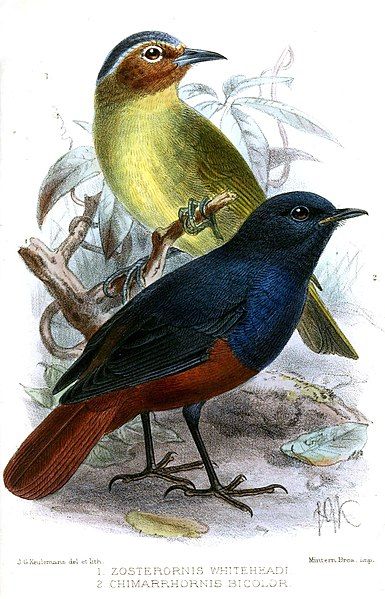 File:ZosterornisChimarrhornisKeulemans.jpg