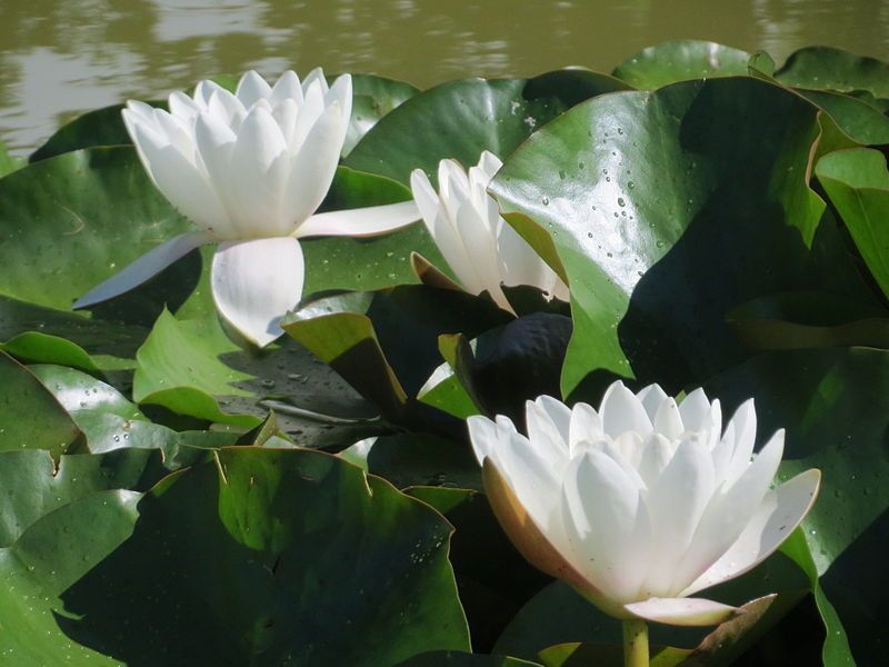 File:20150623Nymphaea alba2.jpg