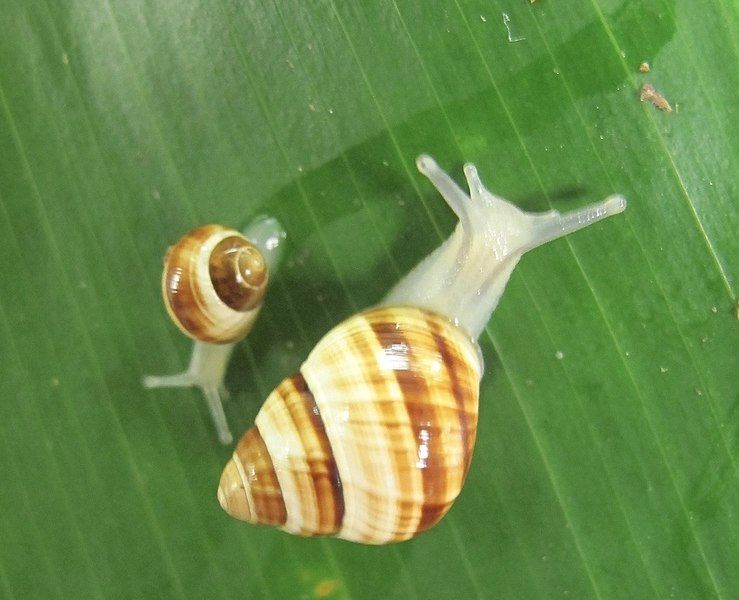 File:Achatinella fuscobasis 63974826.jpg