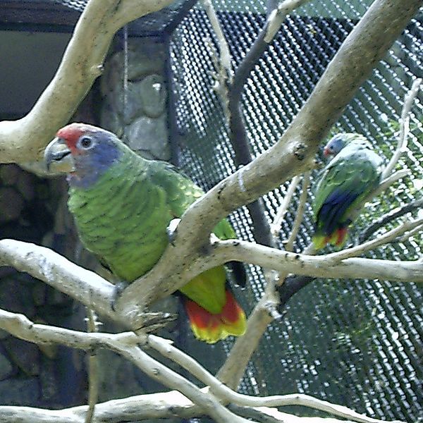 File:Amazona brasiliensis -zoo-8a-4c.jpg