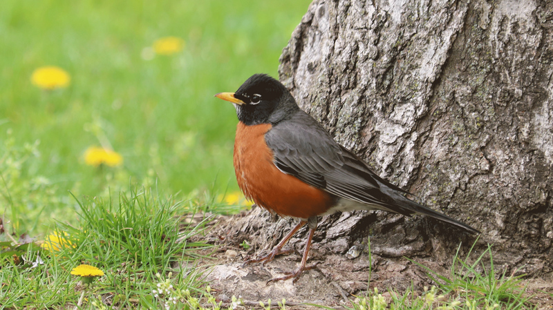 File:American-Robin-New-York-April-2022.png