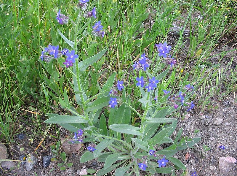 File:Anchusa azurea habito.jpg