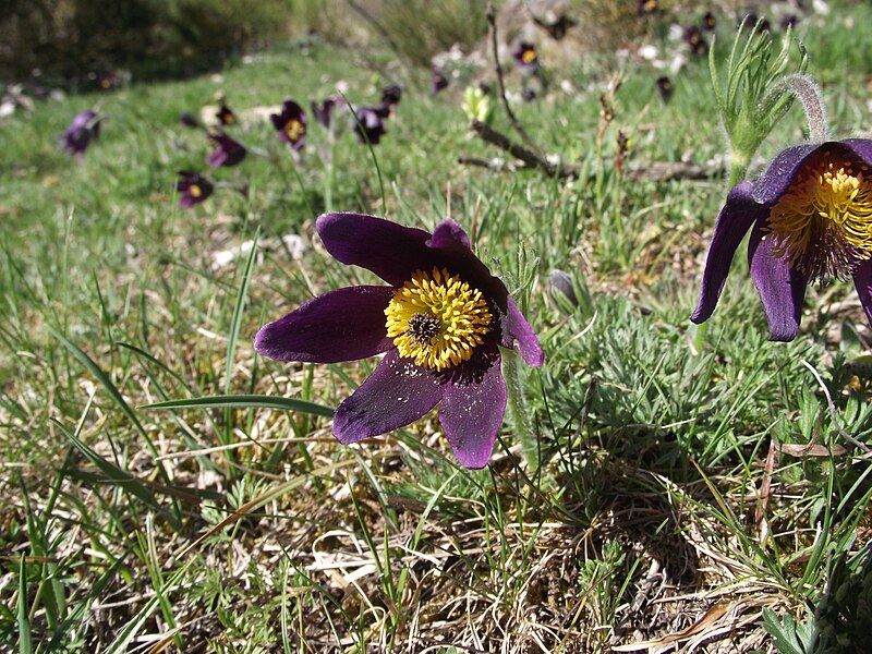 File:Anemone rubra.jpg