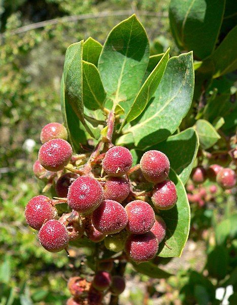 File:Arctostaphylos glauca 2.jpg