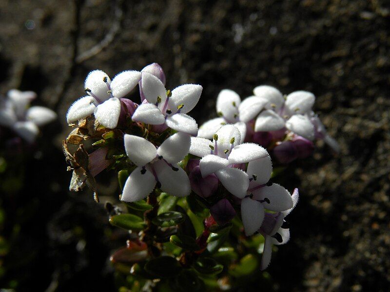 File:Arcytophyllum lavarum.JPG