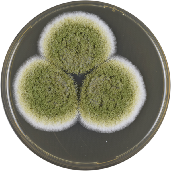 File:Aspergillus pseudocaelatus meaox.png