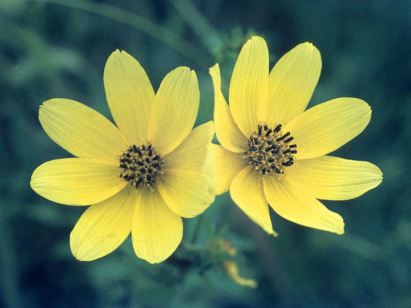 File:Bidens trichosperma NRCS-1.jpg