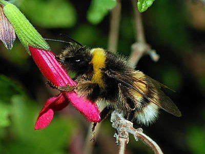 Bombus terrestris, by Alvesgaspar