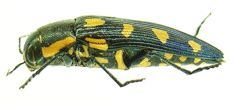 File:Buprestis octoguttata side.JPG