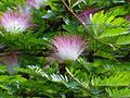 Calliandra surinamensis