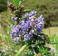 Ceanothus impressus