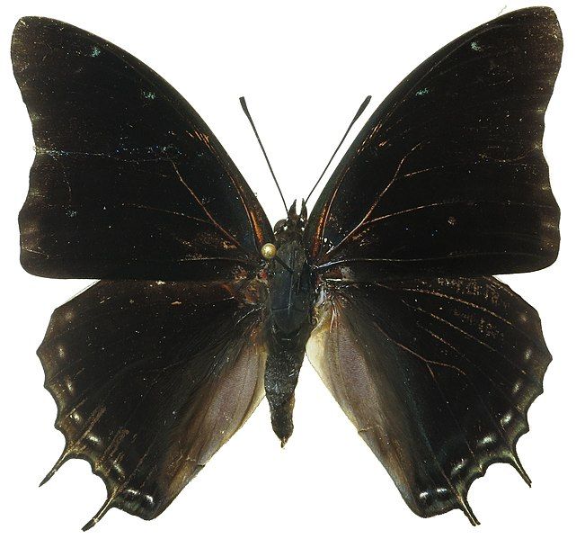 File:Charaxes catachrous recto.jpg