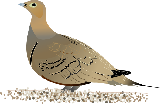 File:Chestnut-bellied Sandgrouse.svg