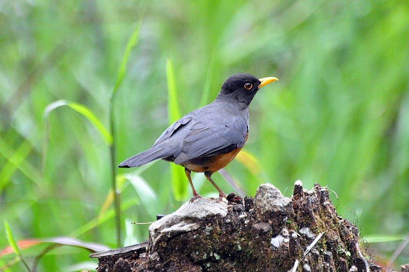 File:Chestnut-bellied Thrush (5304204959).jpg