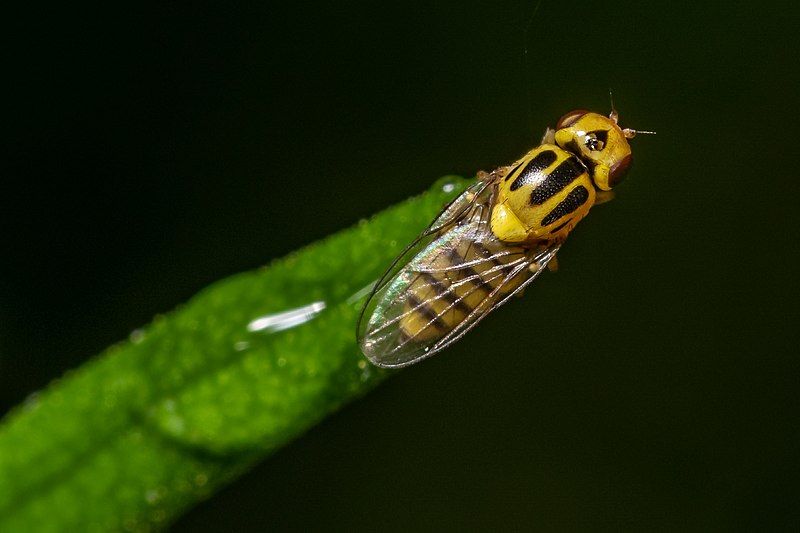 File:Chlorops sp.-pjt.jpg