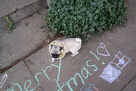 Dog with wreath