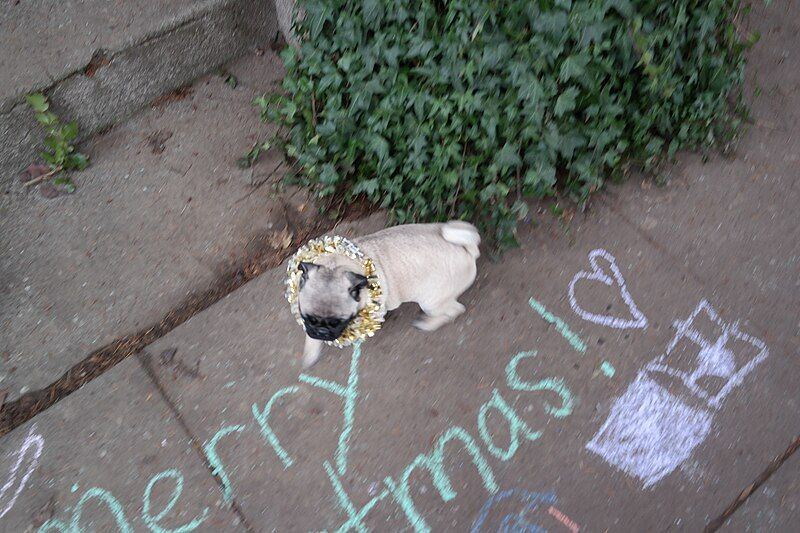 File:Christmas Dog.jpg