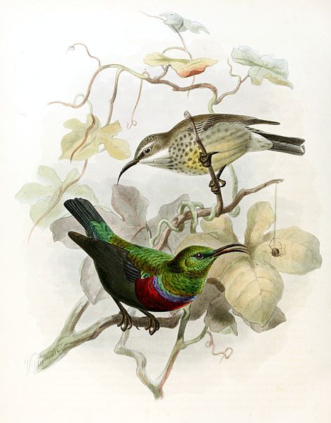 File:Cinnyris mariquensis Keulemans.jpg