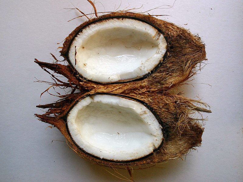 File:Cocos nucifera00.jpg