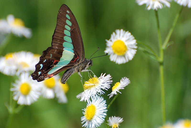 File:Common Bluebottle 3.jpg