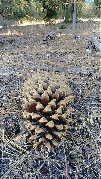 File:Cones on groind.jpg