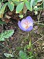 Crocus pulchellus inside of the flower