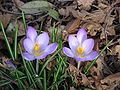 Crocus vernus