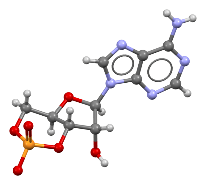 File:Cyclic-adenosine-monophosphate-from-xtal-3D-bs-17.png