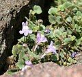 Cymbalaria pallida