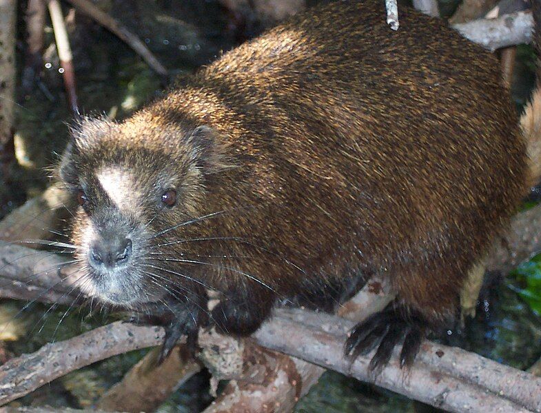 File:Demarest's hutia.jpg