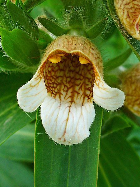 File:Digitalis lanata 003.JPG