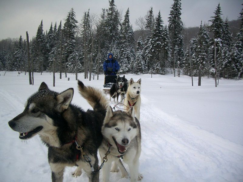 File:Dogsledquebec.jpg