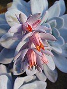 Echeveria laui