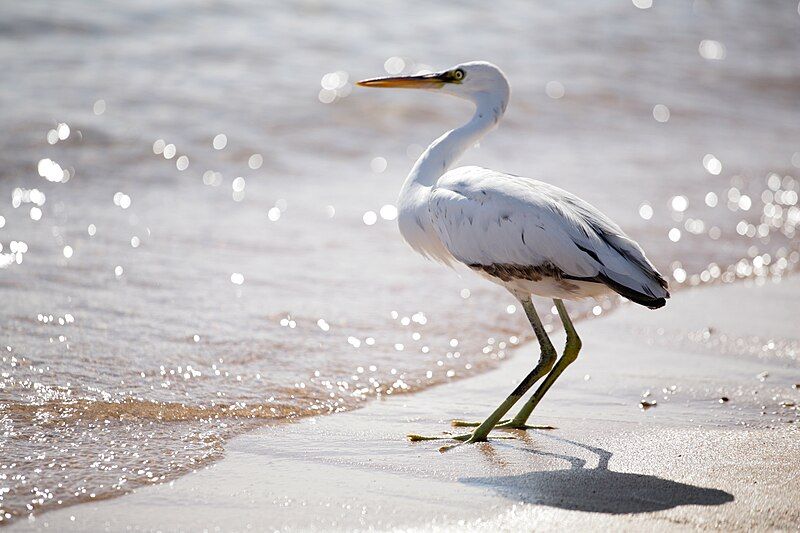 File:Egretta gularis -Egypt-8.jpg