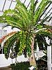 Encephalartos woodii