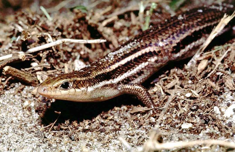 File:Eumeces inexpectatus skink.jpg