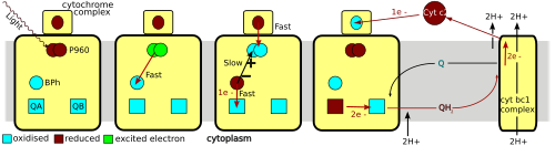 MarkII bacterial photosynthetic reaction centre