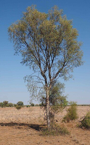 File:Flindersia maculosa habitii.jpg