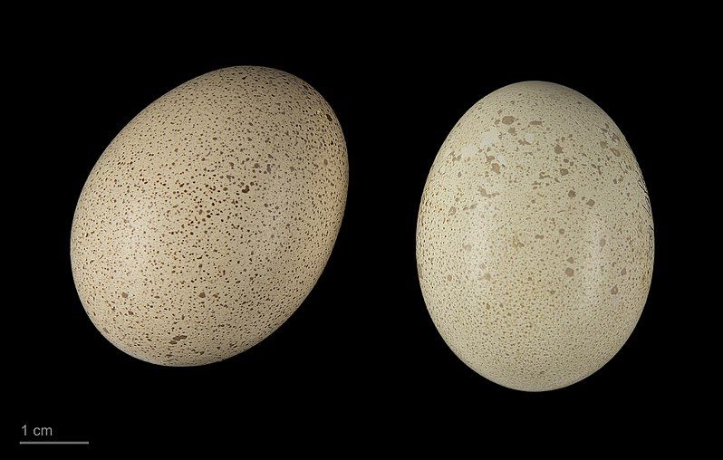 File:Gallus lafayettii MHNT.ZOO.2010.11.9.31.jpg