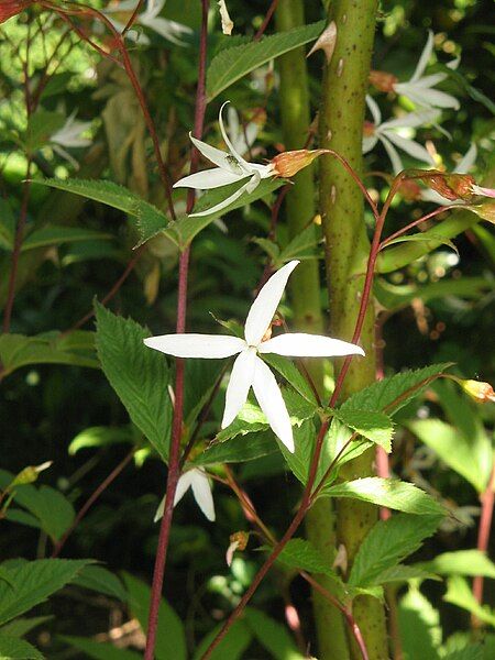 File:Gillenia trifoliata001.jpg