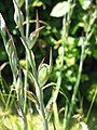 Gladiolus × byzantinus fruits