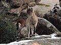 An young Iberian ibex in the Sierra de Guadarrama