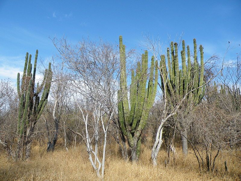 File:Guamuchil, Sinaloa (5768649853).jpg