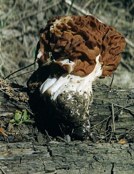 File:Gyromitra caroliniana 44297.jpg